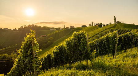 Sonnenuntergang an der Südsteirischen Weinstraße | © TVB Südsteiermark | Przemek Iciak