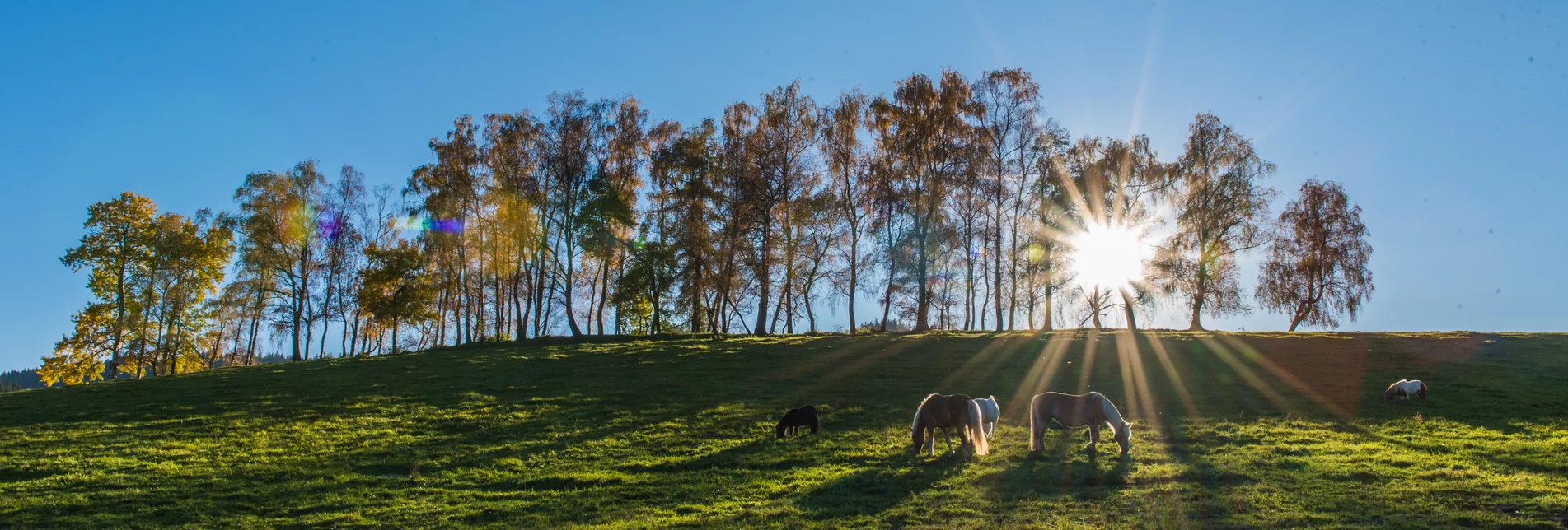 Pferde | © Anita Fössl  | Erlebnisregion Murtal