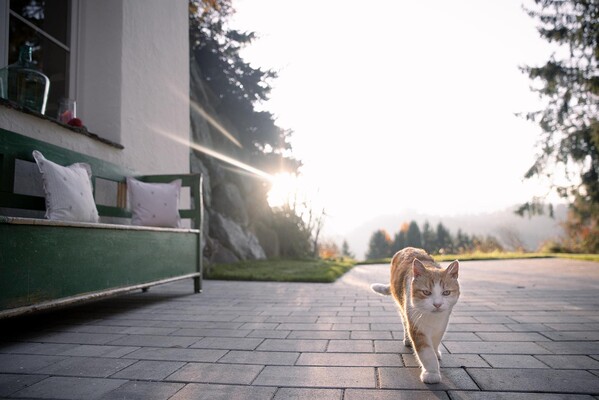 Steirerloft Katze | © Achromatic Photography
